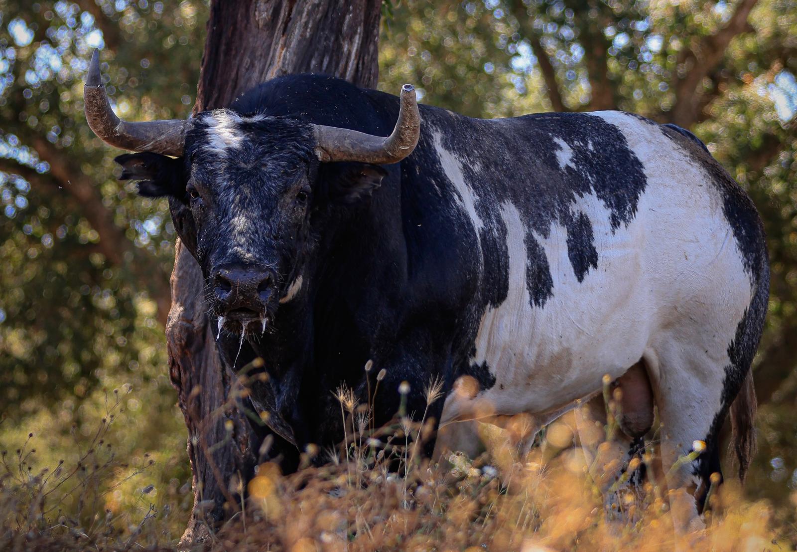 Imponentes toros de Vinhas para la segunda de la temporada de Campo Pequeno