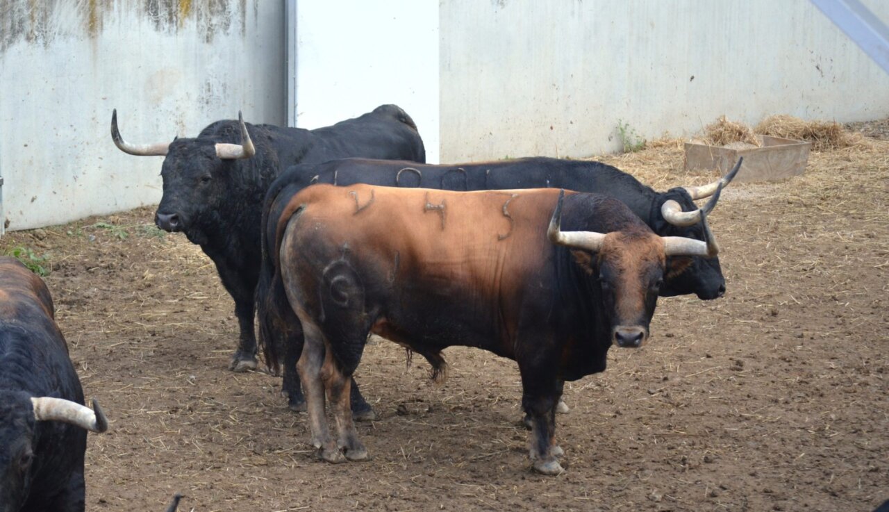 Ocho toros de Fuente Ymbro imponen respeto en los Corrales del Gas