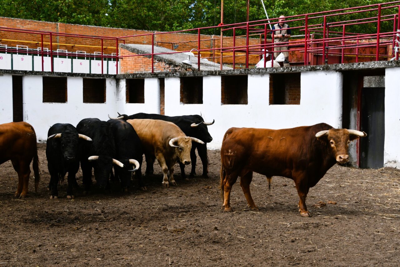 Enrique Ponce dice adiós a Burgos con Piropo, de Juan Pedro Domecq