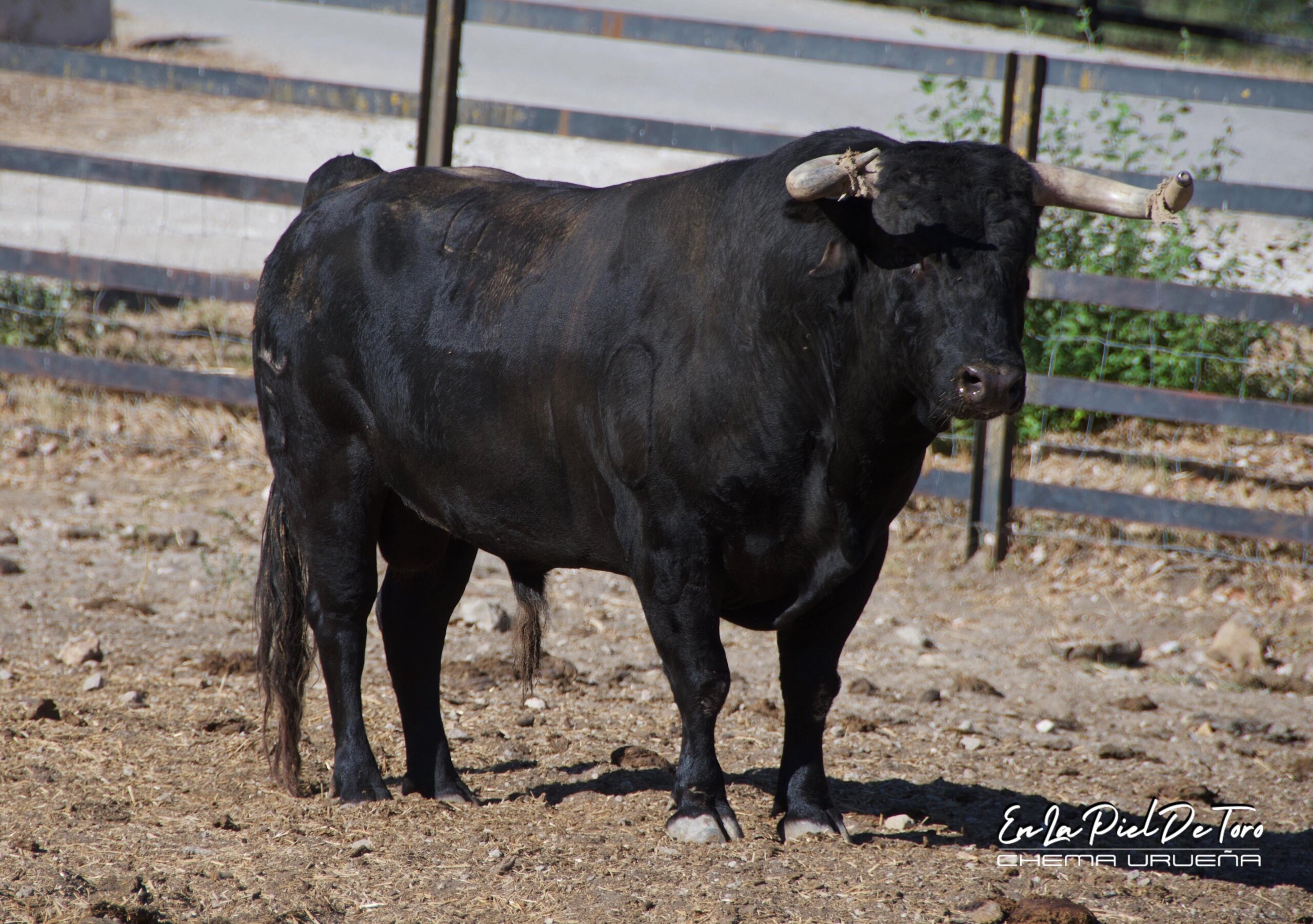 El motín de Santiago Domecq: Sevilla, Madrid, Valencia, Dax y ahora... Aranjuez
