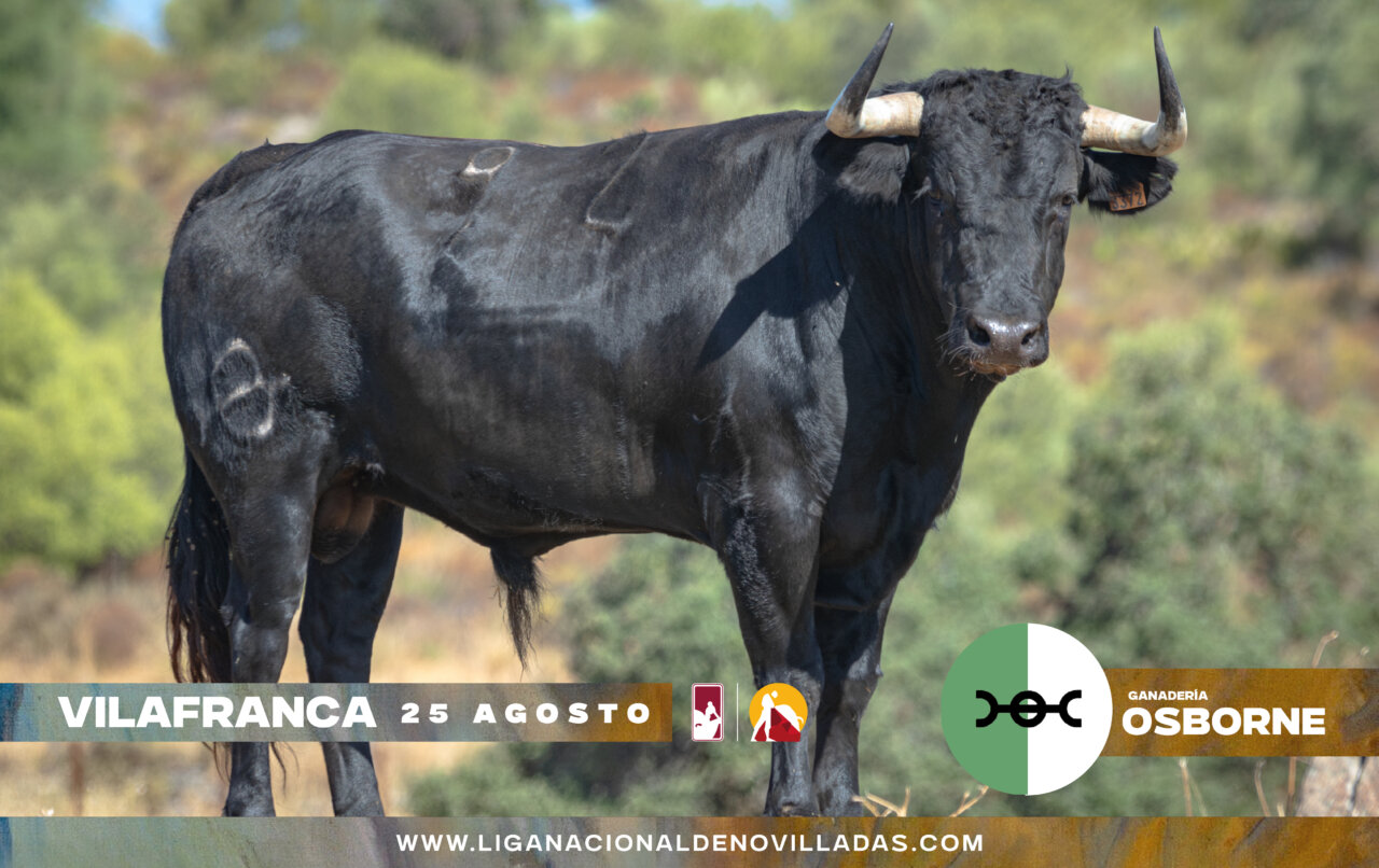 Los novillos de Osborne para la última clasificatoria del Circuito Valenciano de Novilladas
