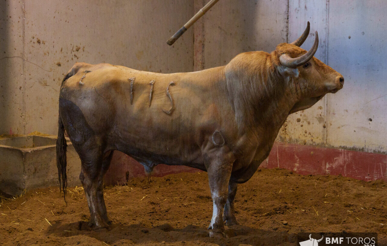 Seis de Nuñez del Cuvillo para la última de San Sebastián