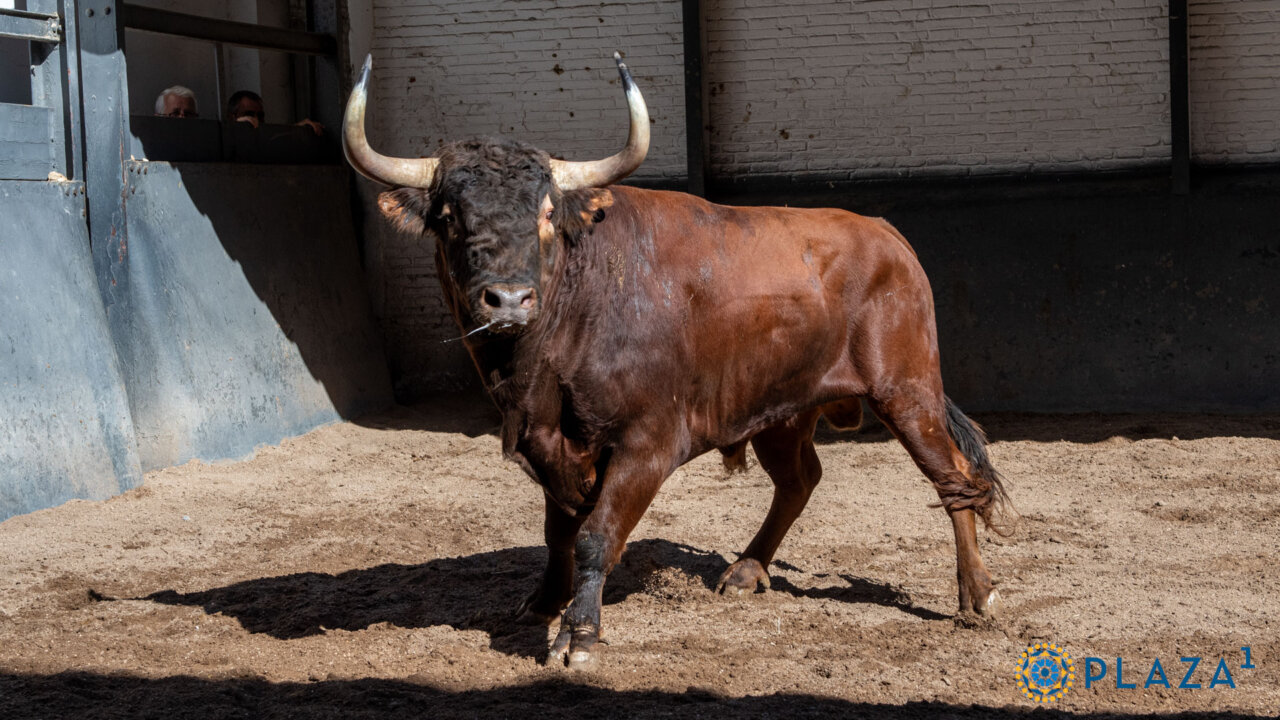 Yegüesero, de José Enrique Fraile de Valdefresno, toro de la confirmación de Jesús Duque en Madrid