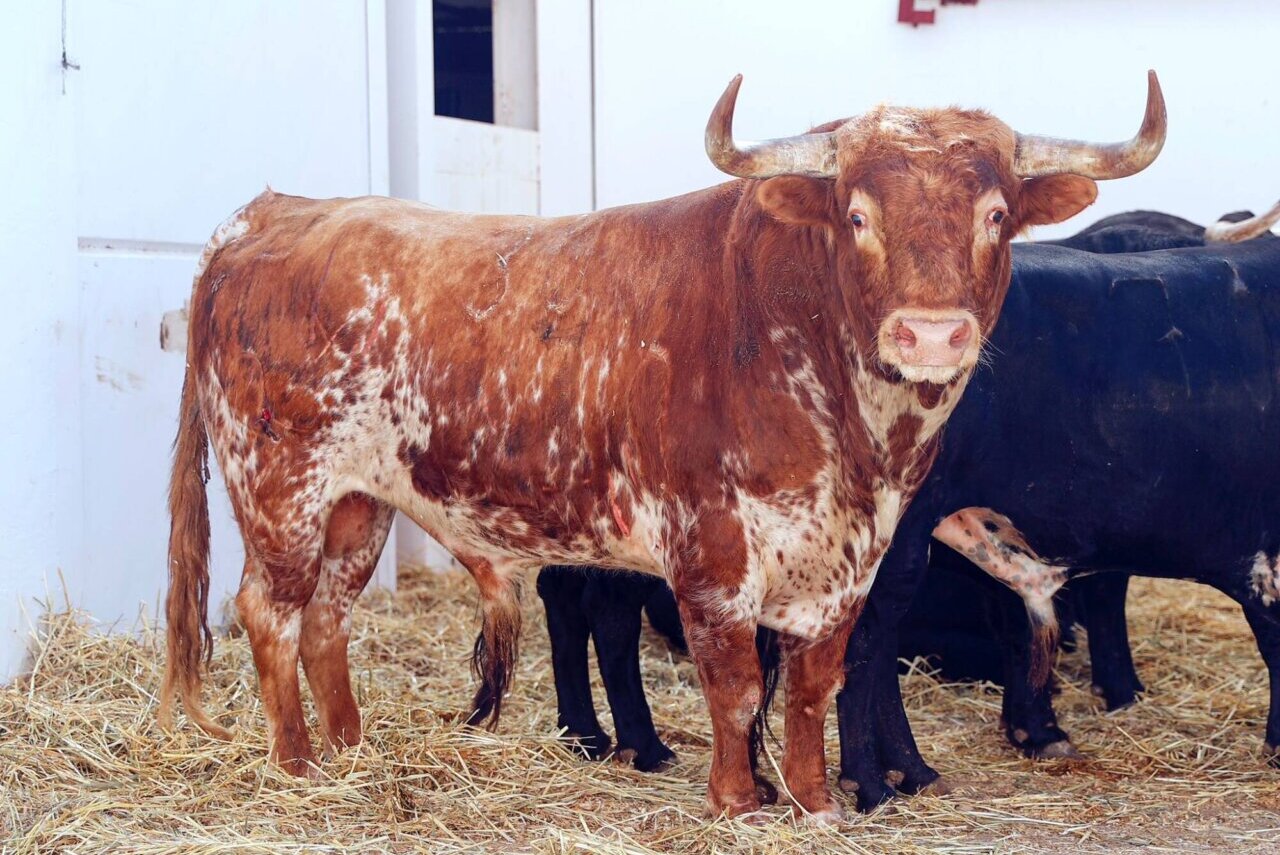 De Coronel a Tropa, los seis murteiras para esta tarde en Málaga