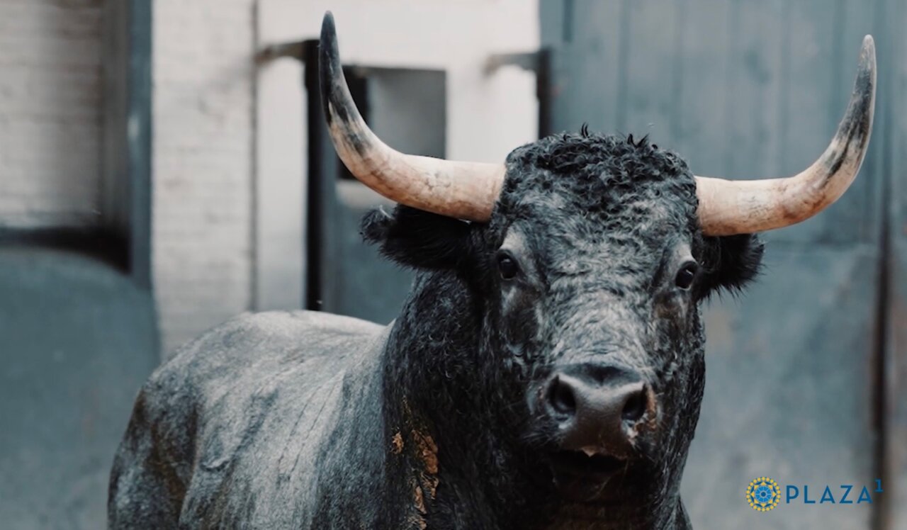 Así ha sido el espectacular desembarque de los toros de Saltillo y Valdellán