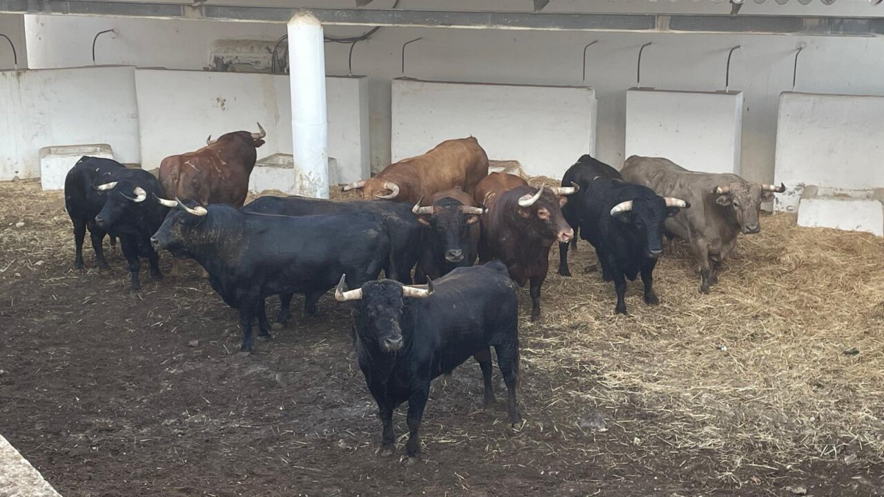 Andarín, de Núñez del Cuvillo, abre la corrida monstruo de Marbella