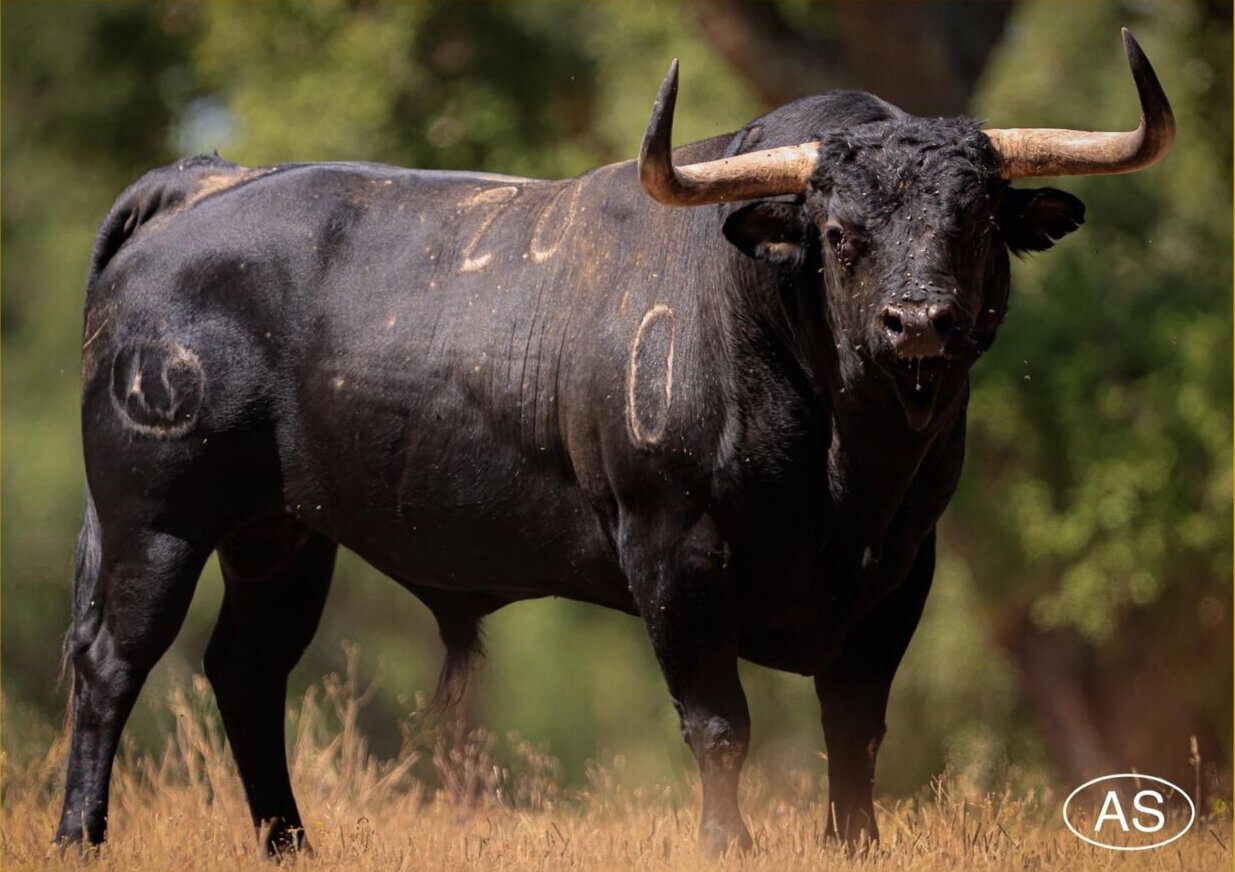 Los toros de Antonio Silva para la despedida de Rui Salvador en Campo Pequeno
