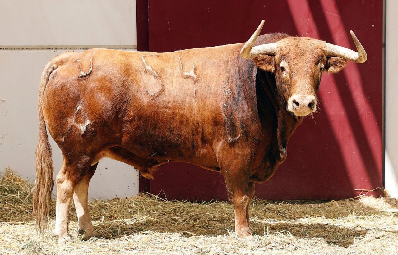 Seis de Torrealta para la Picassiana de esta tarde en Málaga