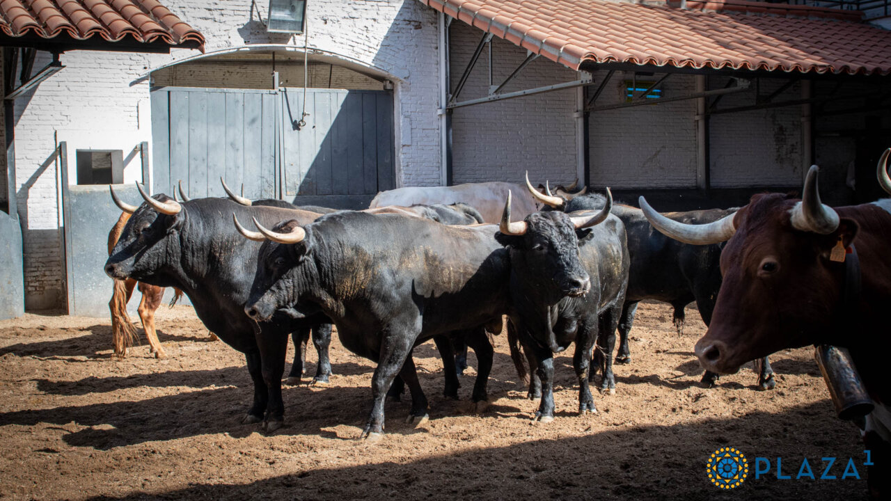 Tesuguito abre la de Paloma Sánchez-Rico de Terrones en Las Ventas
