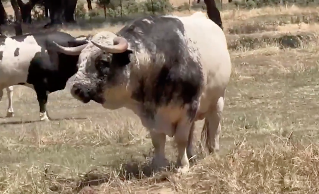 Los novillos para el desafío ganadero de Villaseca de la Sagra