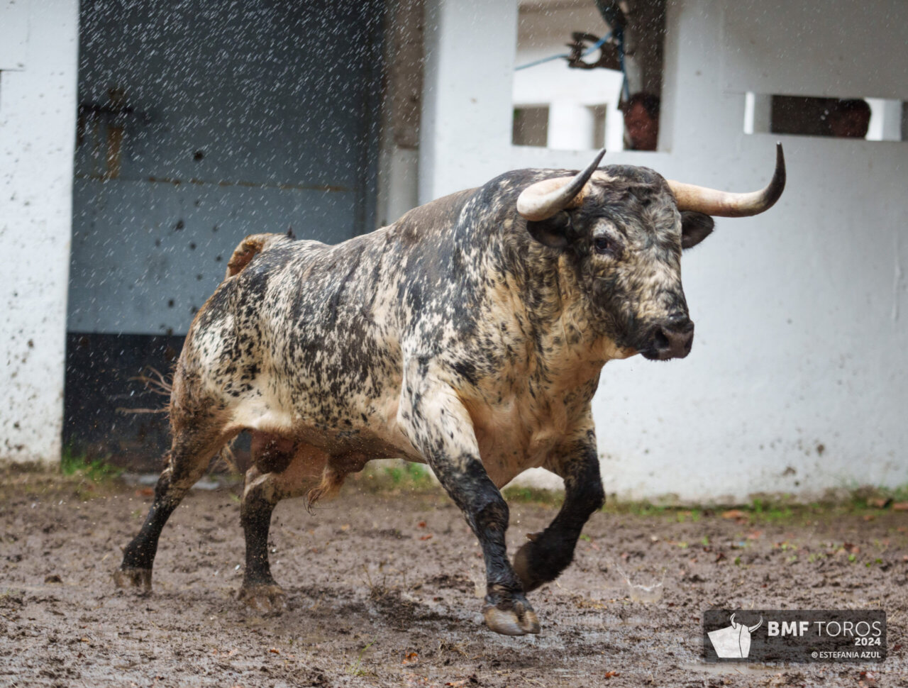 Imponente lote de Núñez del Cuvillo para el cartelazo de Bilbao