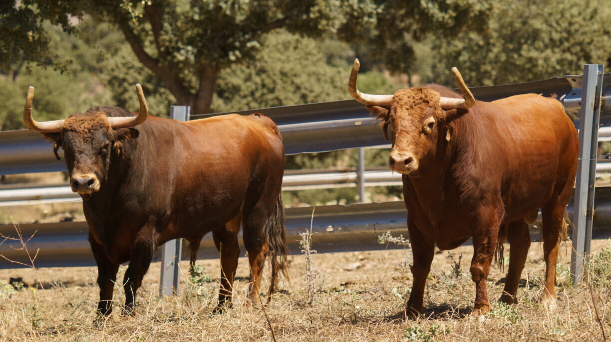 Los toros del debut de Daniel Ruiz en Bilbao