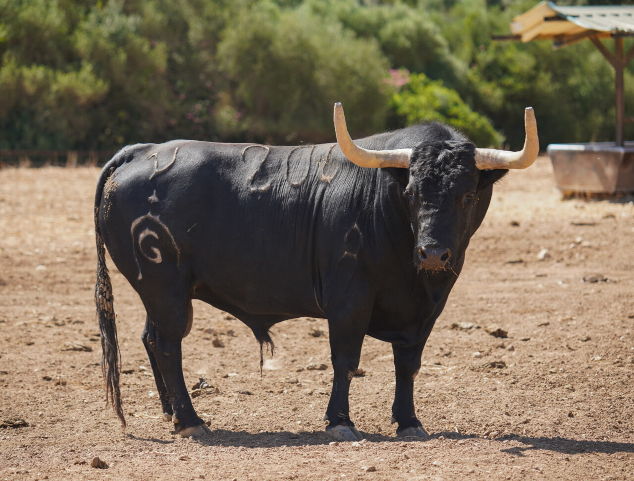 Imponentes fuenteymbros para el duelo Luque-Borja Jiménez en Bilbao
