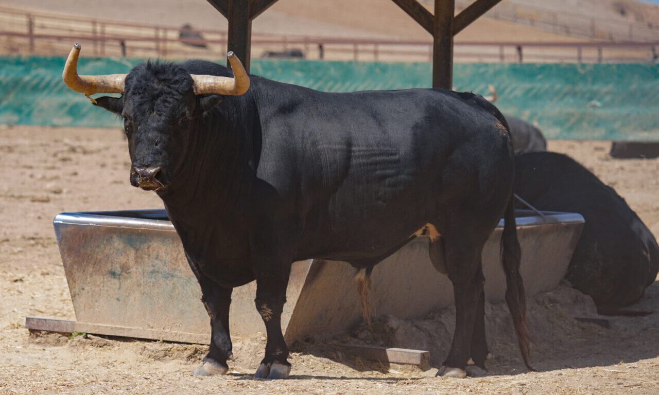 Los toros de Fuente Ymbro para la Semana Grande de San Sebastián