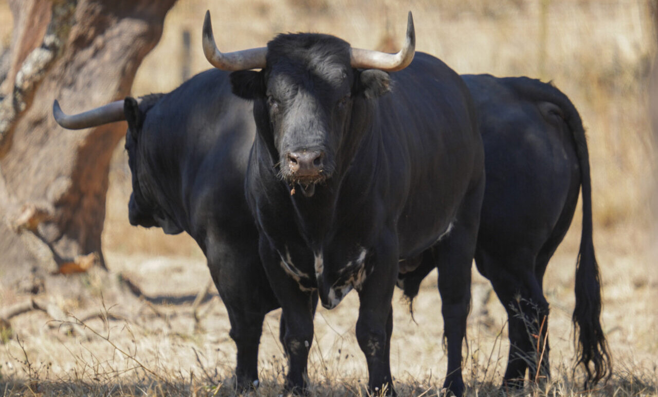 Isabel Lipperheide, ganadera de Dolores Aguirre: "Guardamos una corrida para Madrid y otra para Bilbao"