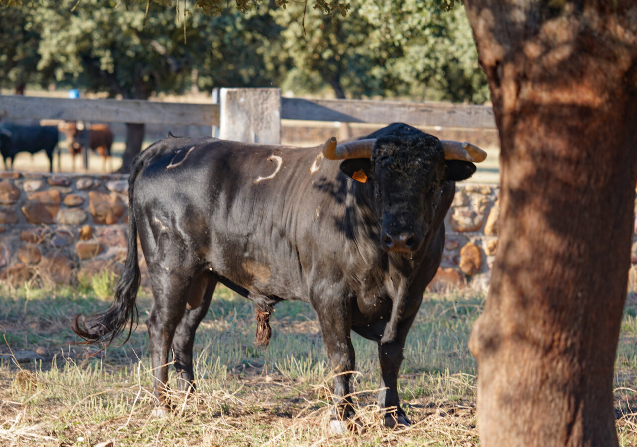 Serio lote de José Cruz para la novillada de Bilbao