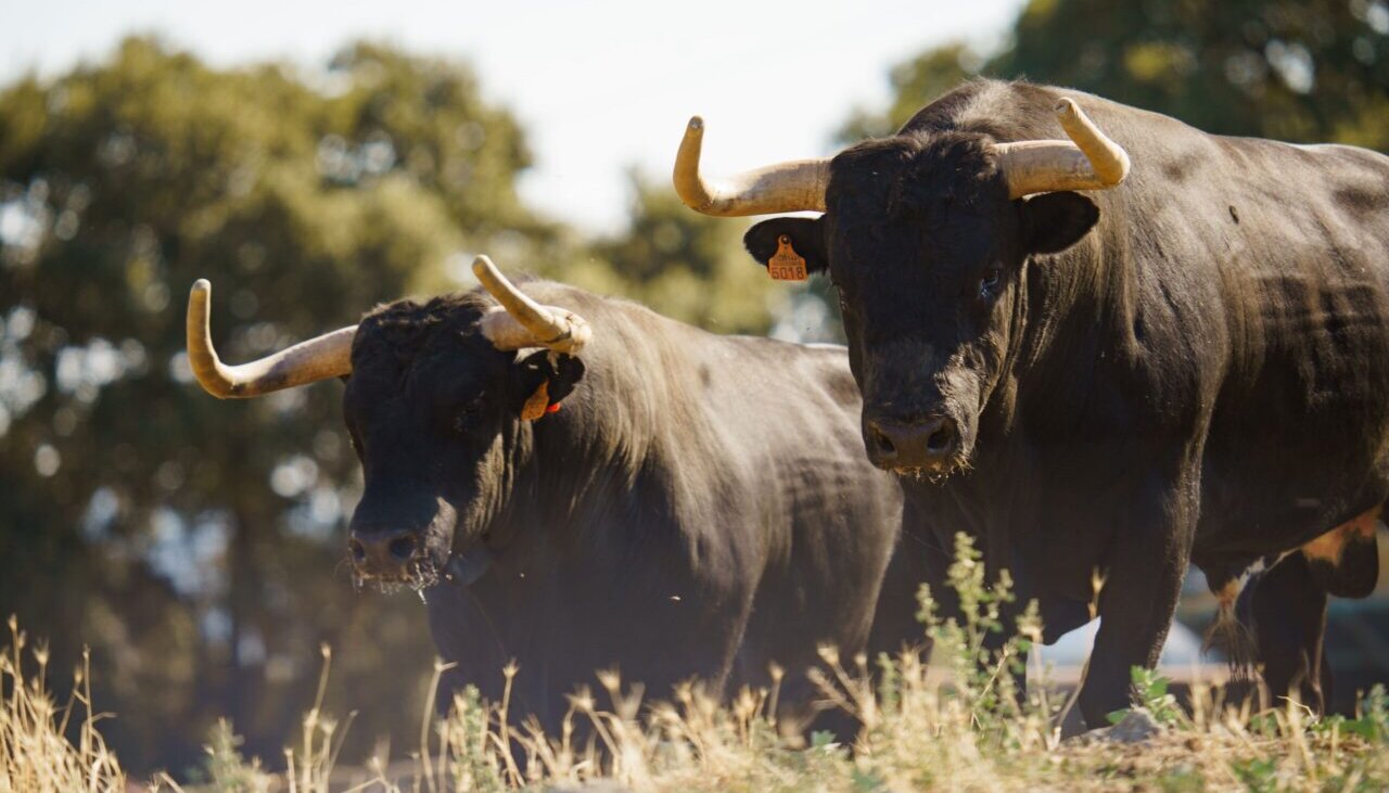 Los toros de La Ventana del Puerto para Bilbao