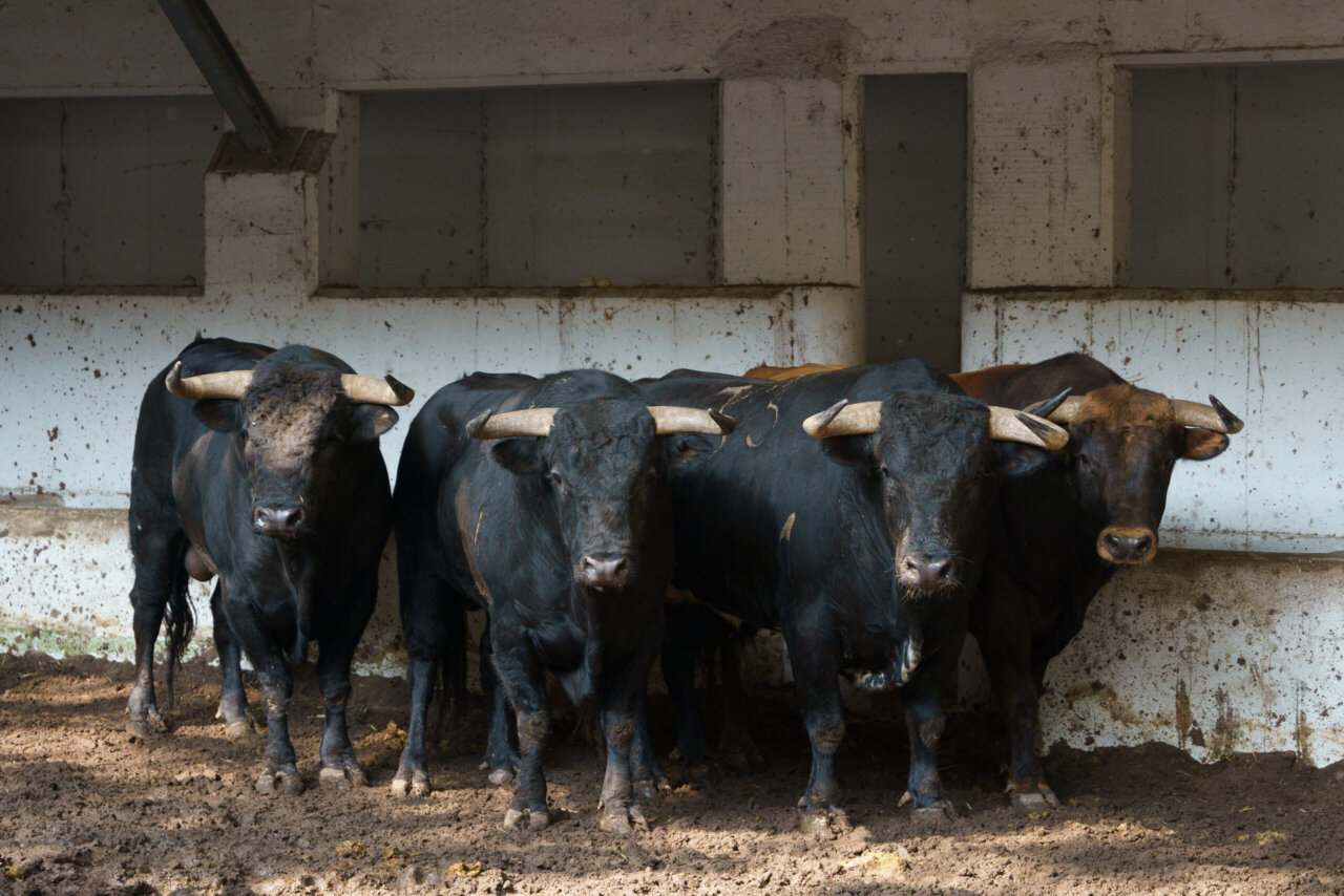 Juerguista, de José Cruz, abre la novillada de Bilbao