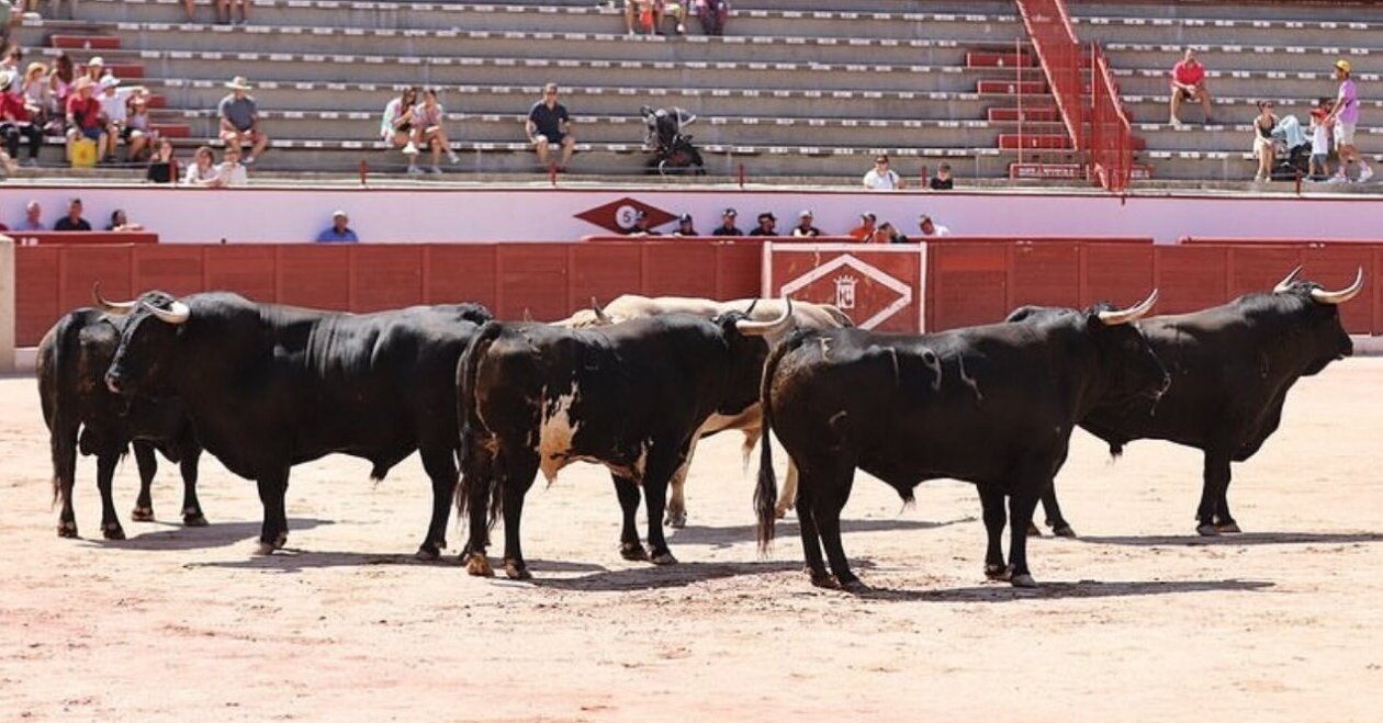 Dos Encendido de Núñez del Cuvillo para esta tarde en Colmenar Viejo
