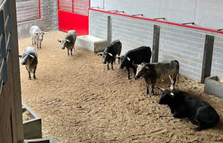 Sorteados los de Ana Romero para la segunda de Azpeitia