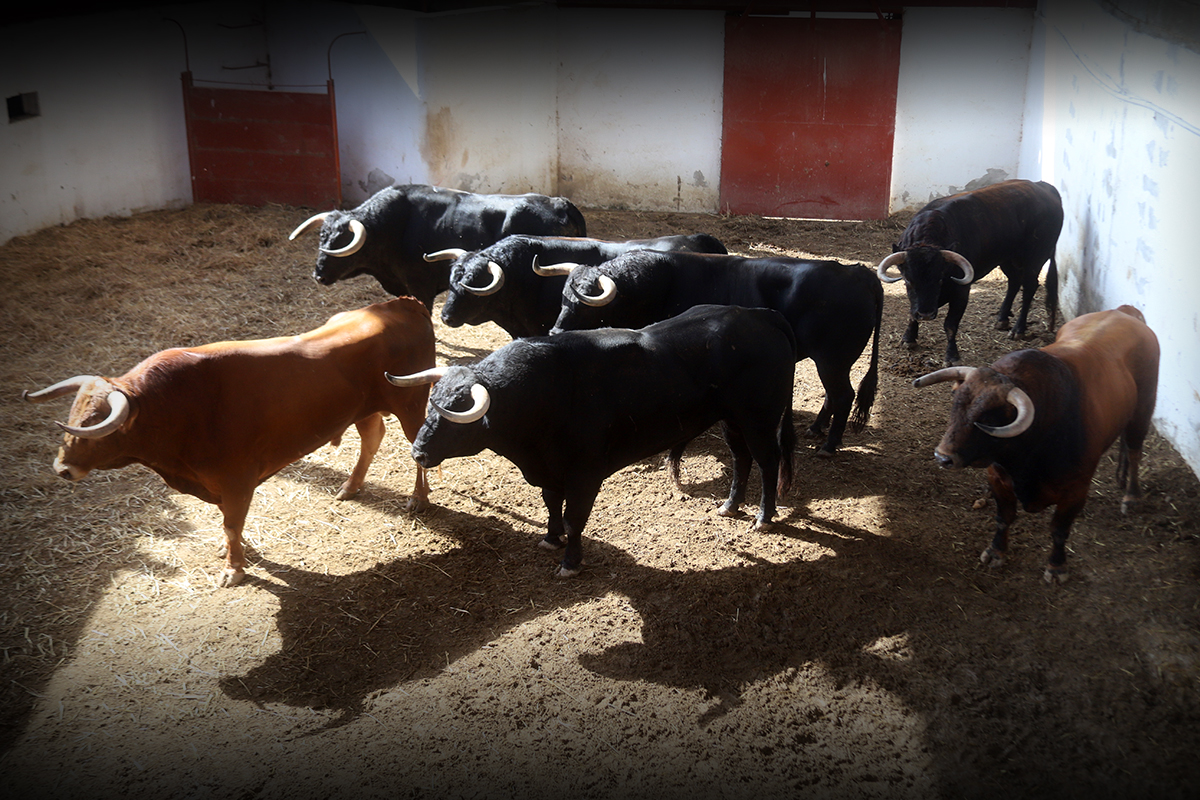 Seis de José Vázquez para el cartelazo de Palencia