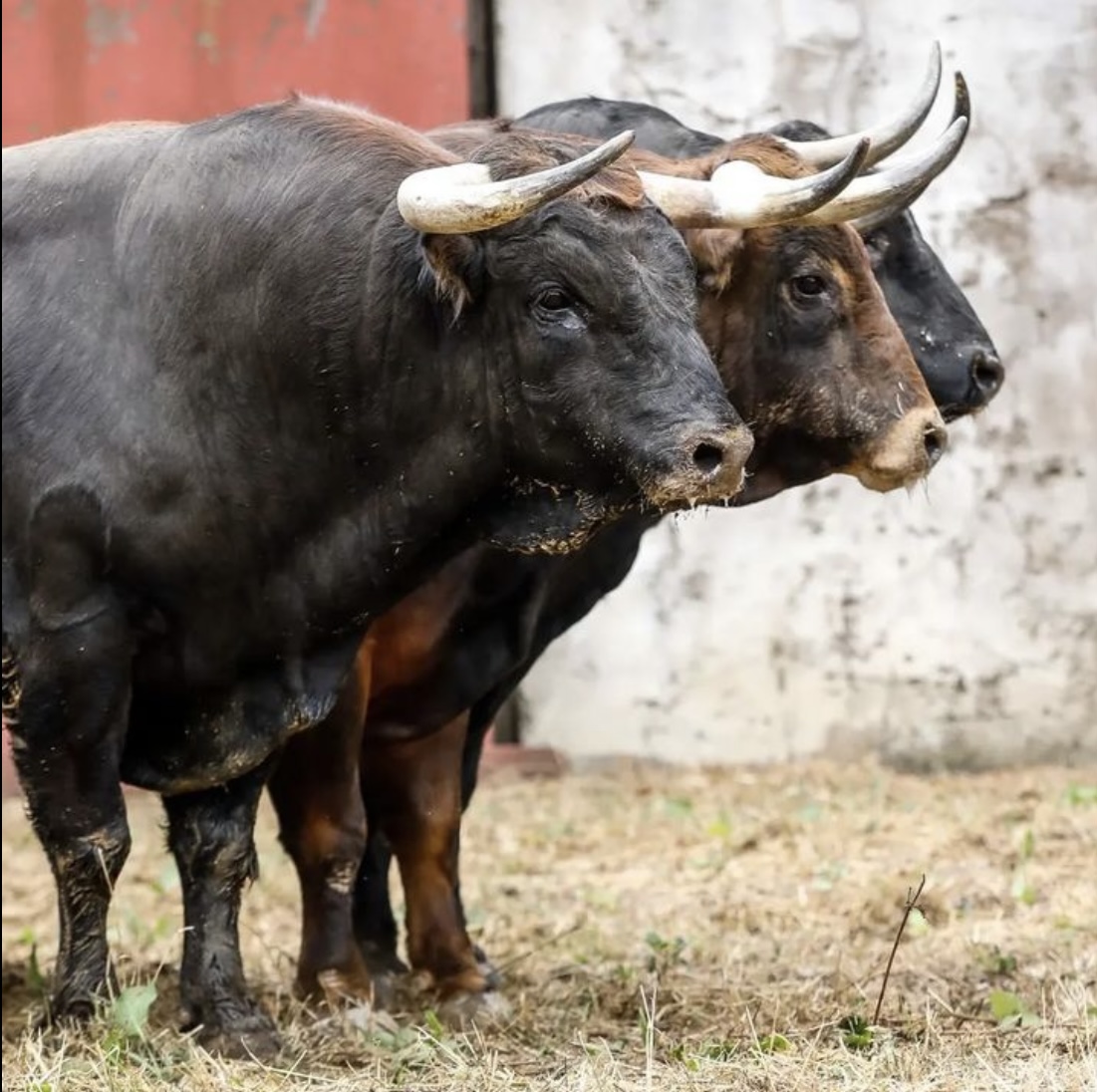 Los toros de Juan Pedro Domecq para la despedida de Ponce en Dax