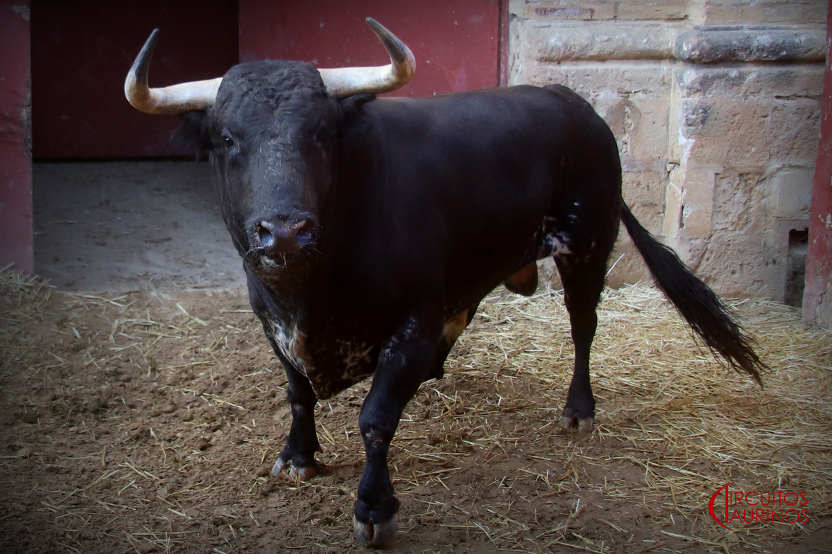 Sorteados los de Jandilla y El Freixo para el cartelazo que cierra el verano de El Puerto