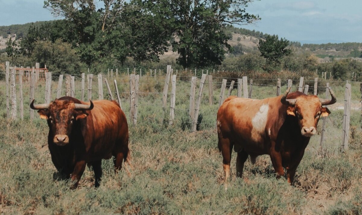 Imponente lote de Robert Margé para Dax