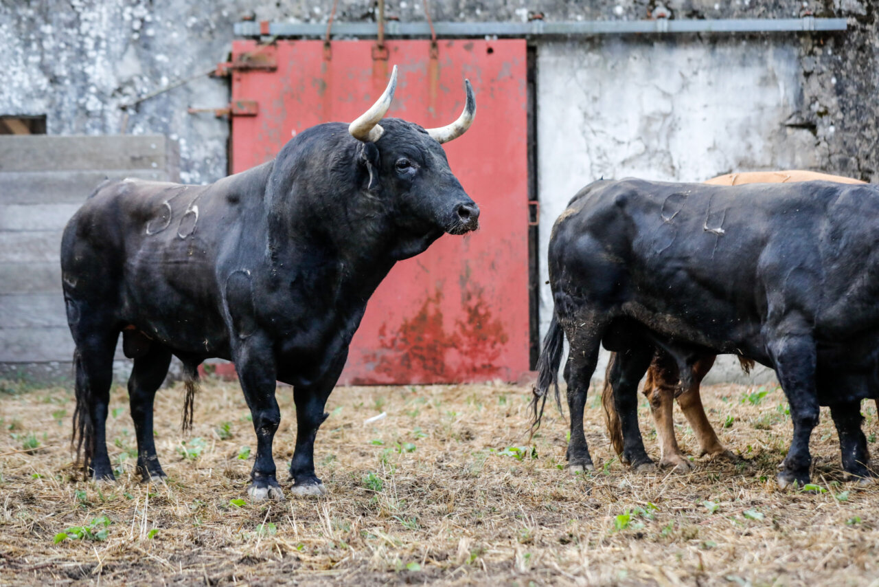 De Fantasía a Valiente, sorteados los de Santiago Domecq para Dax