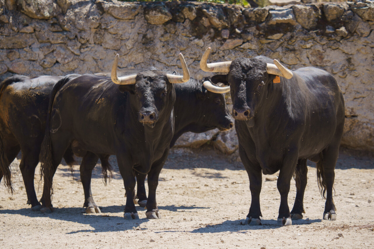 Los toros de Victoriano del Río para Bilbao