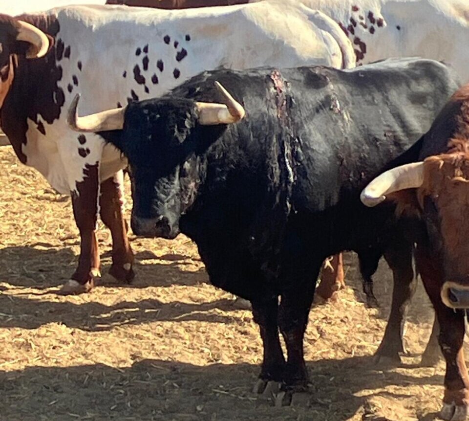 Zalagardo agiganta la leyenda de Fuente Ymbro con los indultos