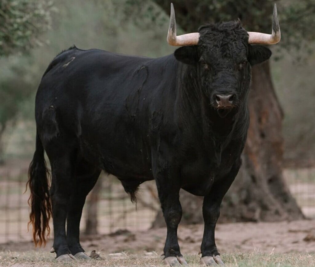 Seriedad para la corrida concurso de ganaderías de Zaragoza