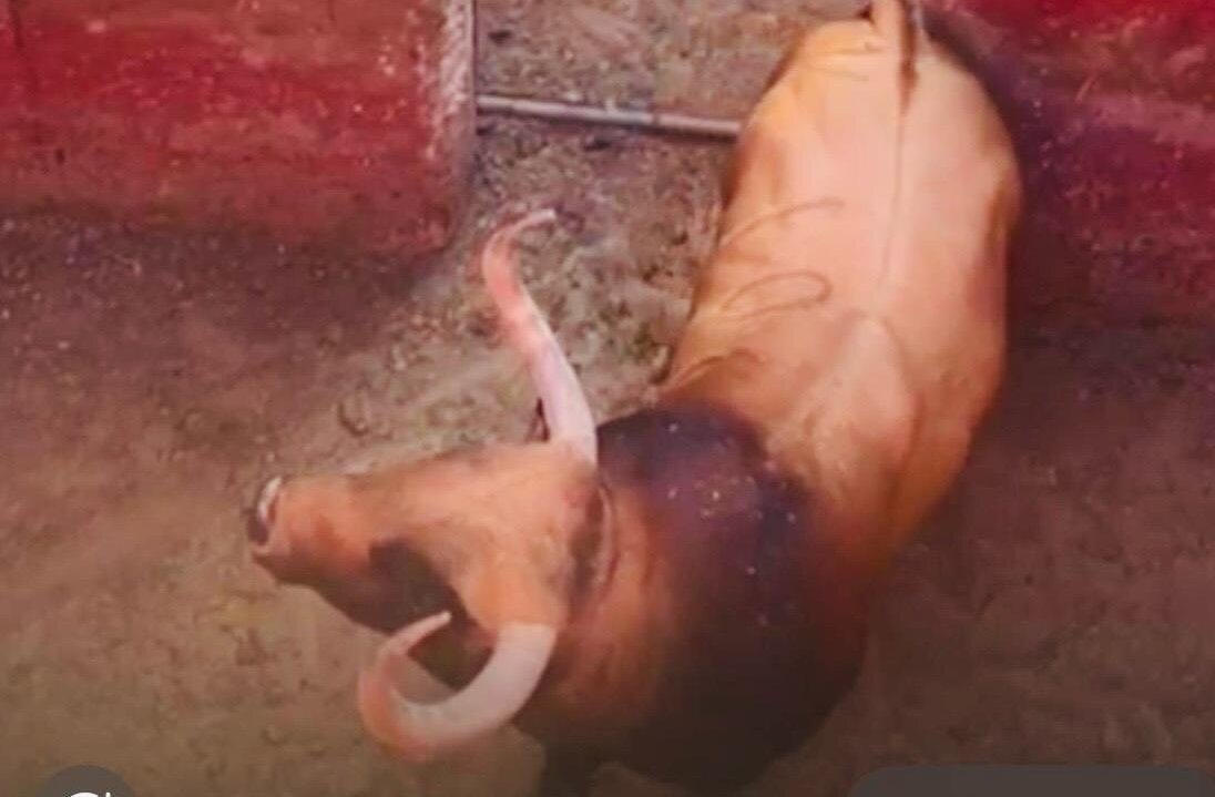 Vídeo del embarque del toro de Fuente Ymbro que Satine exhibirá en Burriana