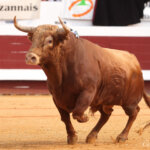 Espectacular toro de Pedraza de Yeltes en Dax. Foto: Roland Costedoat.