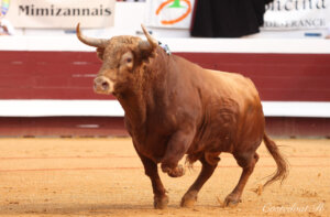 Espectacular toro de Pedraza de Yeltes en Dax. Foto: Roland Costedoat.