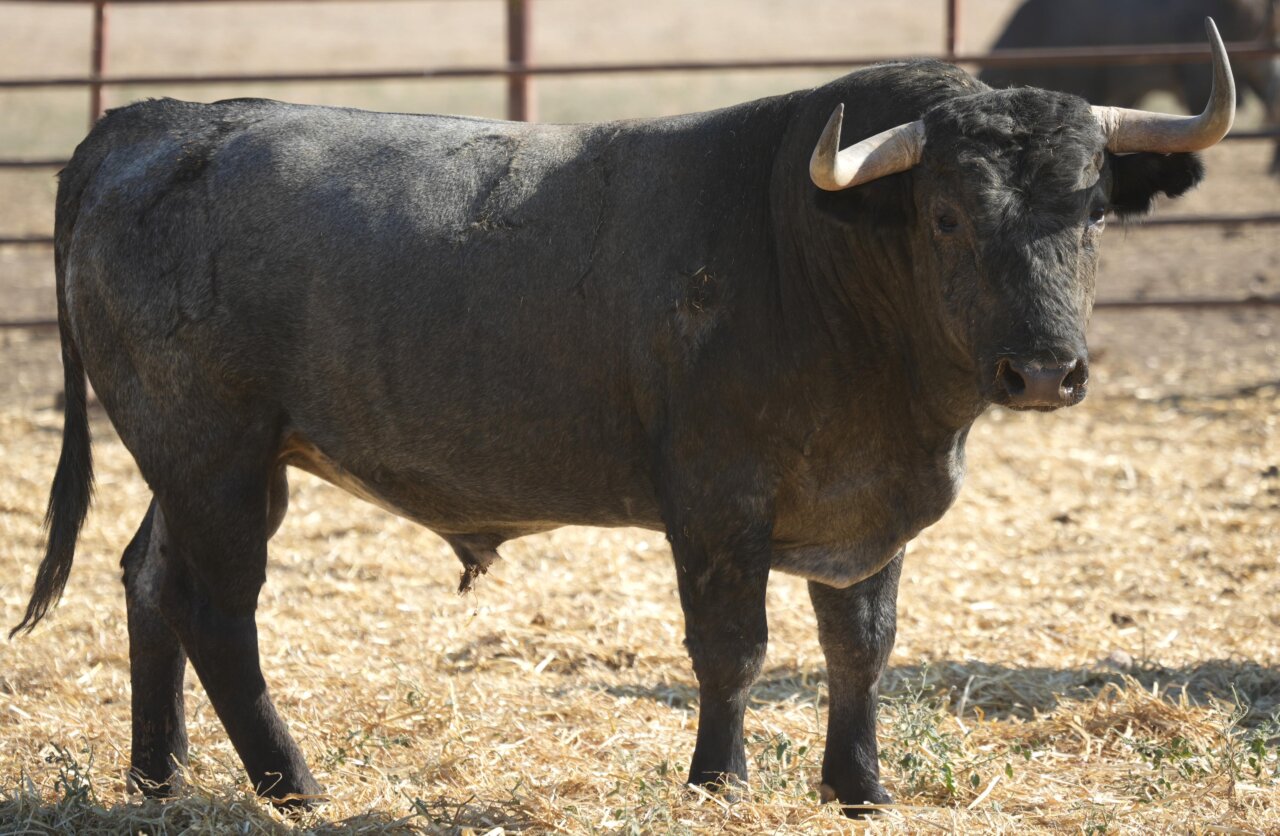 Los victorinos para la encerrona de Emilio de Justo en Valladolid