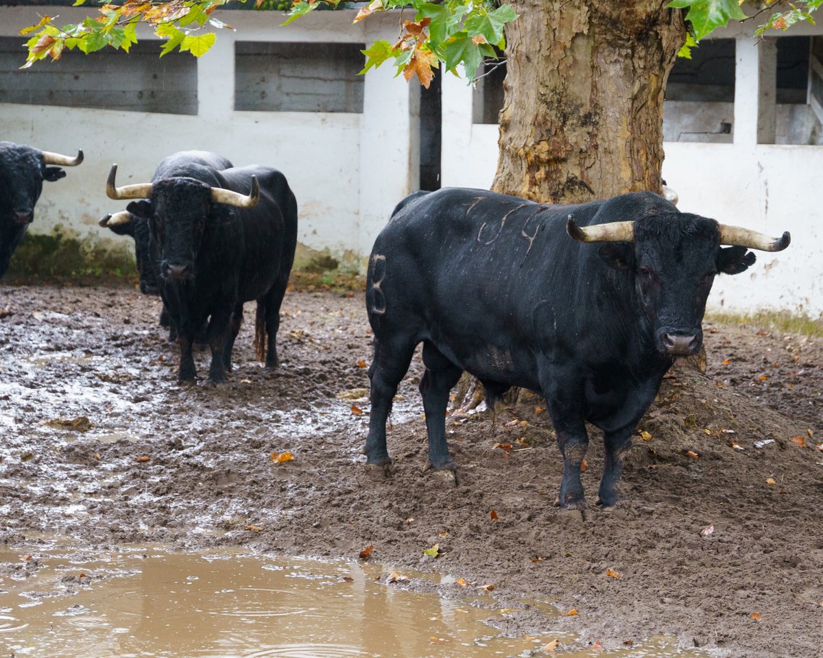 Suspendida la corrida de rejones que inauguraba la feria en Bilbao