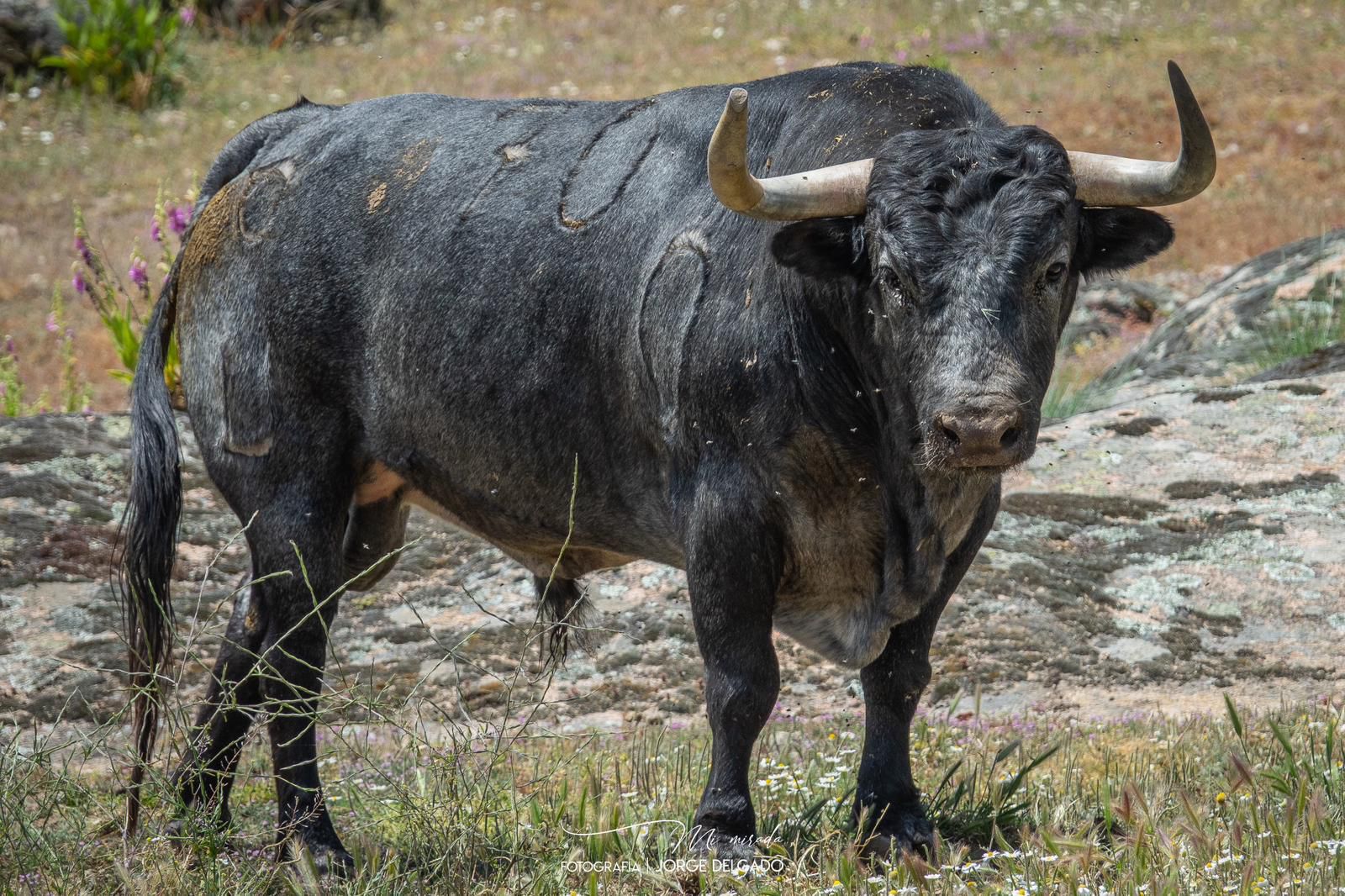Una imponente corrida de Flor de Jara, aliciente en Sotillo de la Adrada