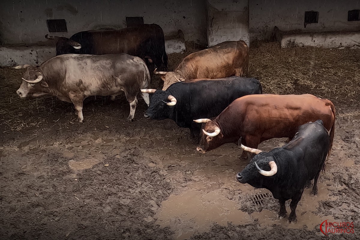 Rescoldito, el toro del adiós de Enrique Ponce a Gijón