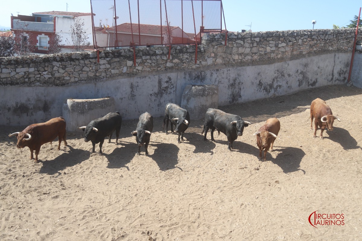 De Brujo a Veneciano, sorteados los de Montalvo para Colmenar Viejo