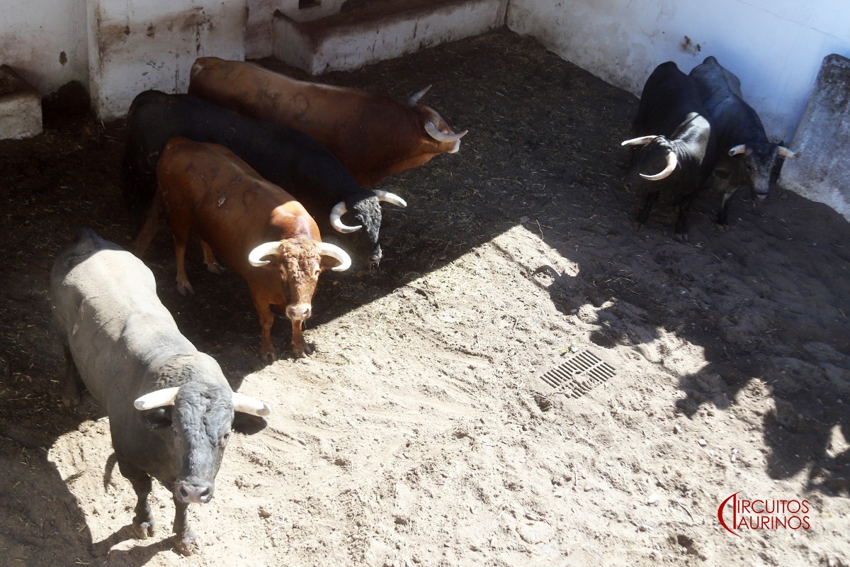 El Freixo, Núñez del Cuvillo y La Quinta para la novillada de esta tarde en Gijón