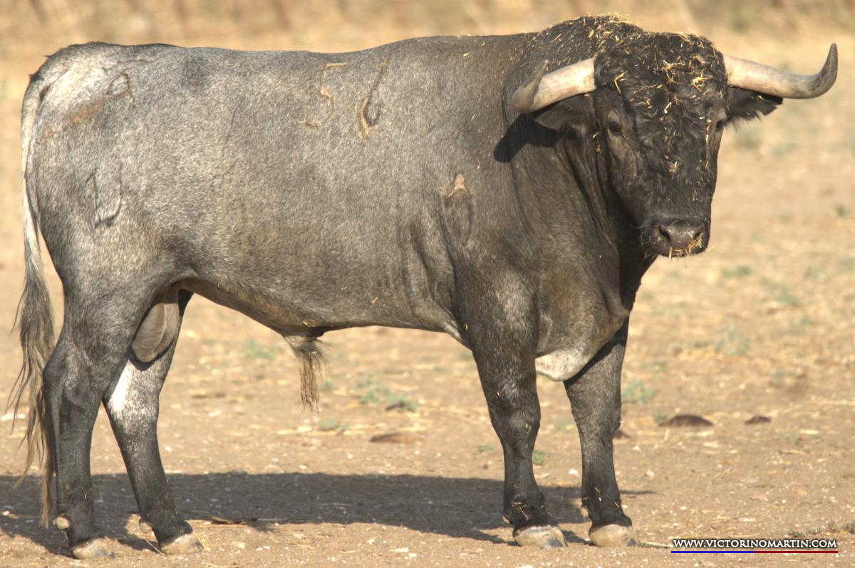 Los toros de Victorino Martín para su debut en Guijuelo