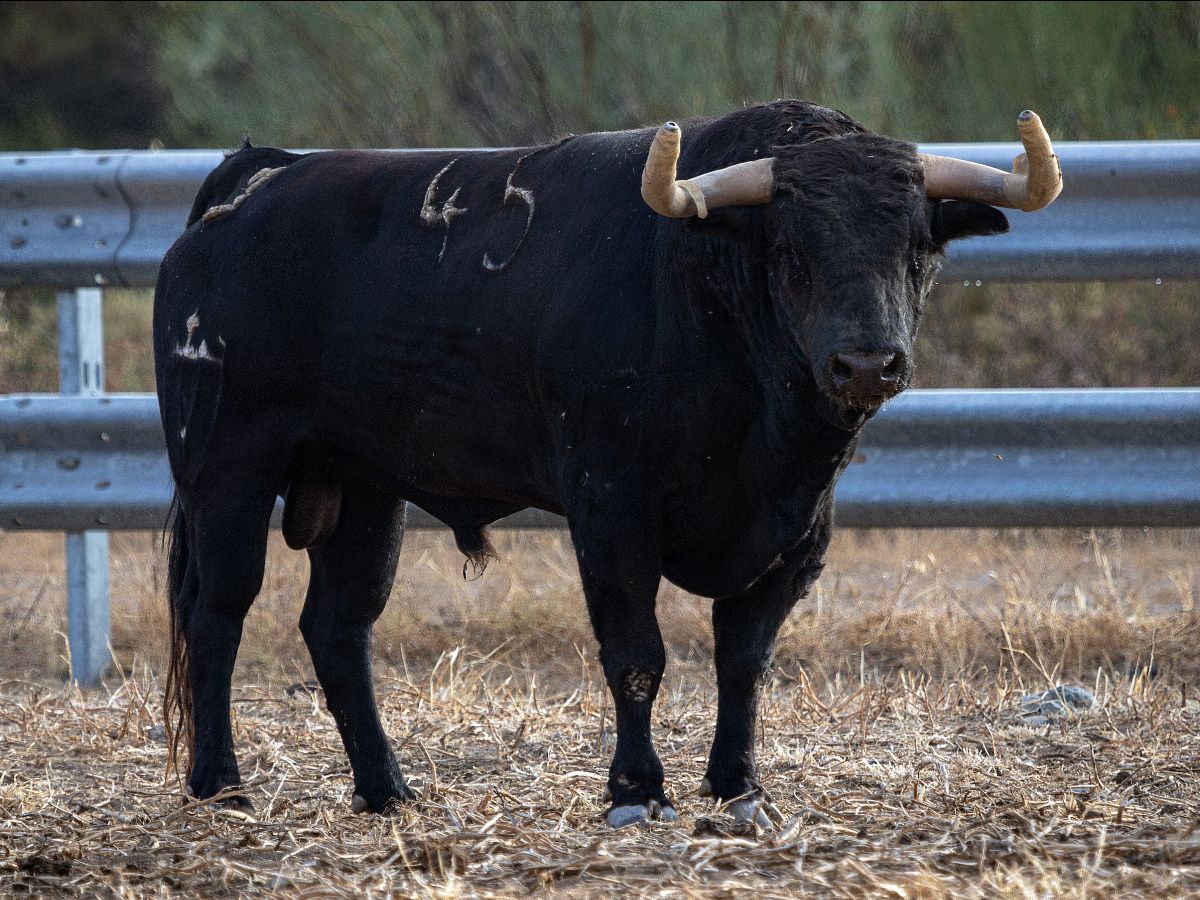 Los toros de Juan Pedro Domecq para Valladolid