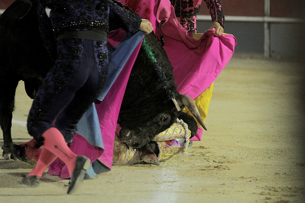César Pacheco, gravísima cornada en región cervical izquierda que diseca vena yugular y carótida internas