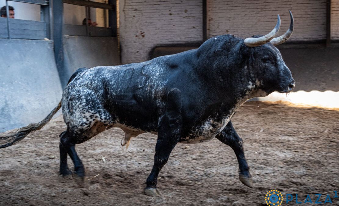 Listos los toros de la corrida concurso de Las Ventas