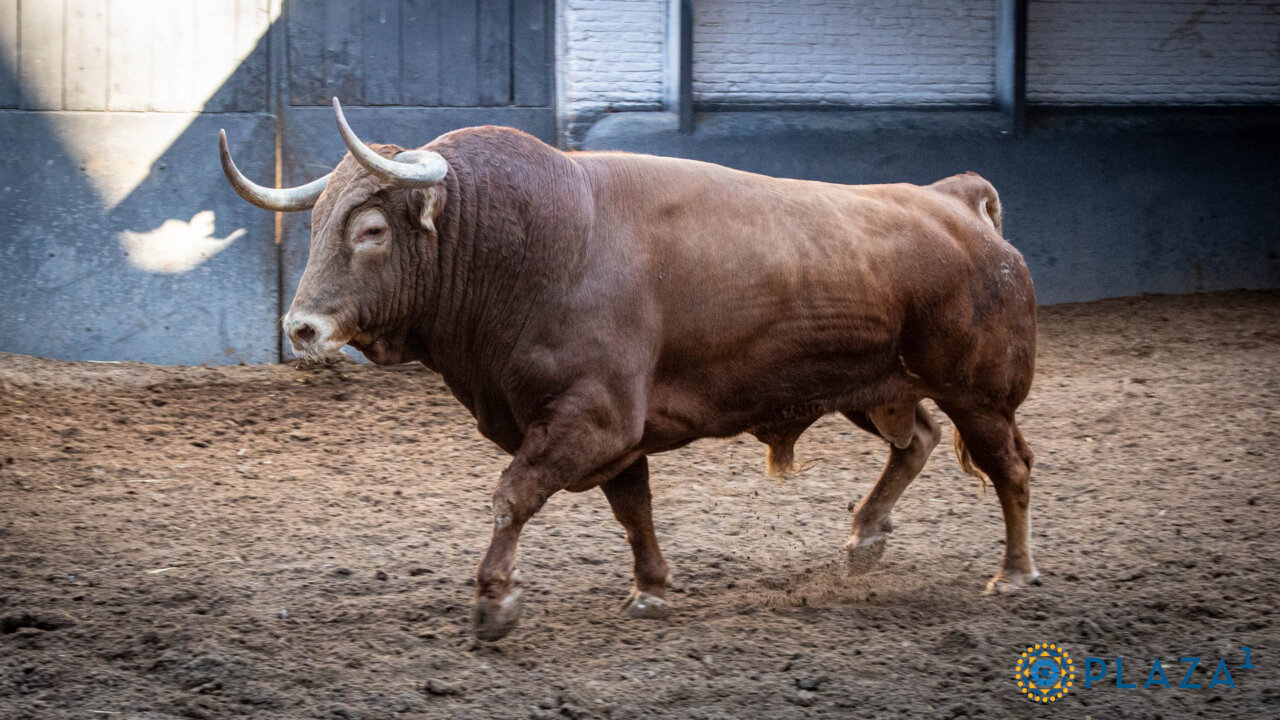 Ponce dirá adiós a Madrid con Requiebro; Misterioso, para la confirmación de alternativa de Navalón