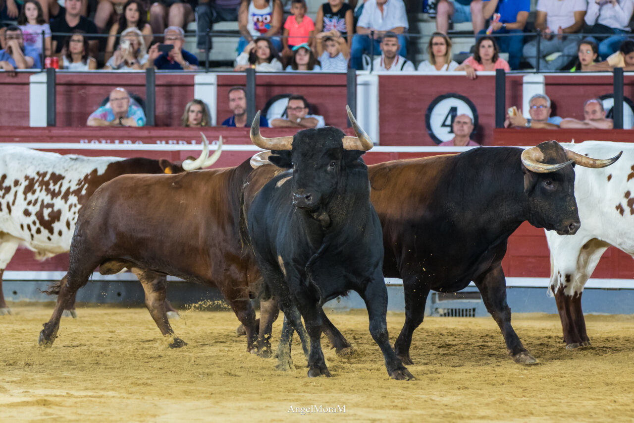 Gran ambiente en la desencajonada de Albacete
