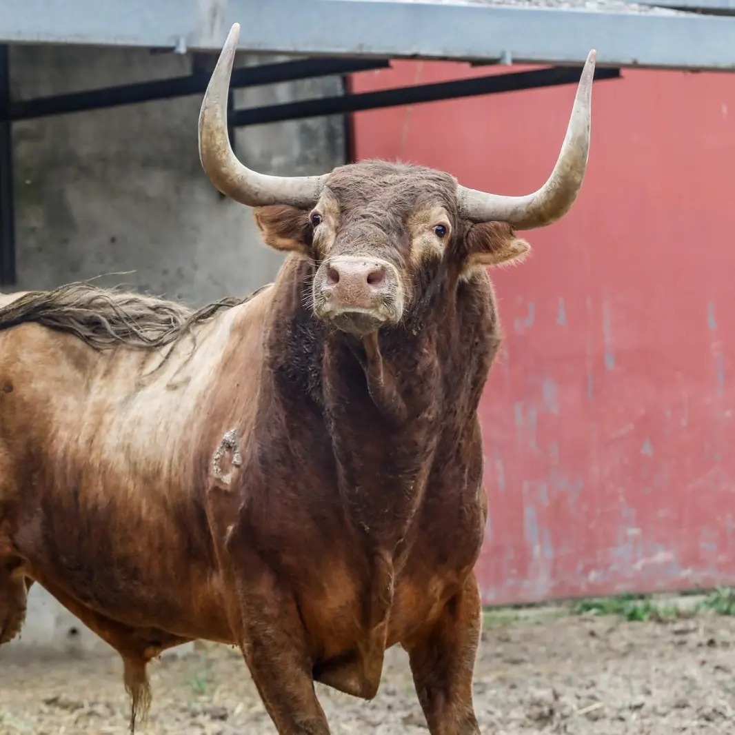 Leña de Robert Margé y armonía de Jandilla para Dax