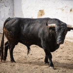 Jilguero, número 72, segundo del lote de Alejandro Talavante.