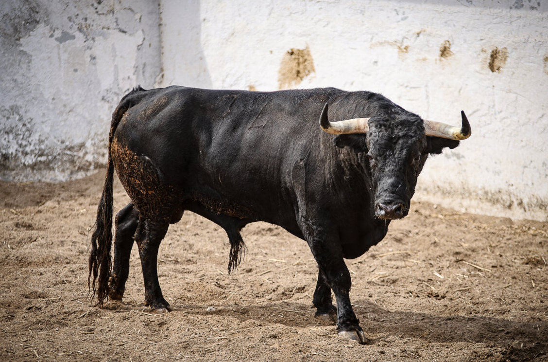 Pablo Hermoso de Mendoza se despide de Nimes con Esmeraldo